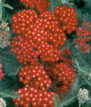 Achillea mill. 'Red Beauty'