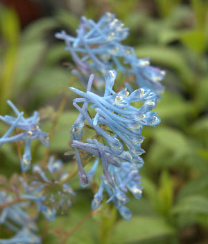 Corydalis 'Blue Panda' 