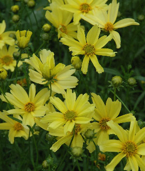 Coreopsis 'Creme Brulee