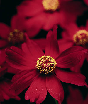 Coreopsis 'Limerock Ruby'