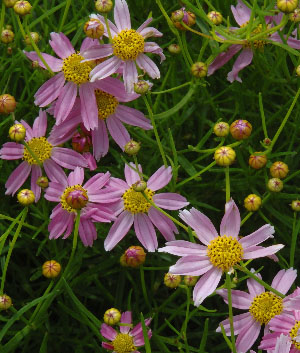 Coreopsis rosea 'American Dream'