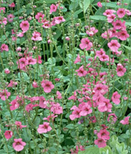 Diascia hybride 'Lilac Pink'