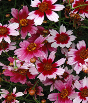 Coreopsis 'Sweet Dreams'