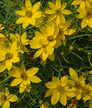 Coreopsis verticillata 'Grandiflora'