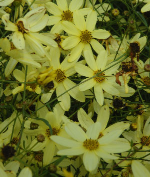 Coreopsis verticillata 'Moonbeam'