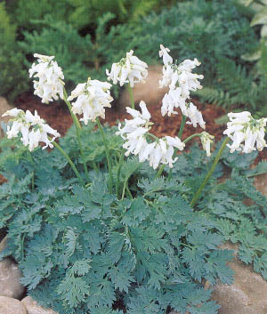 Dicentra 'Ivory Hearts' ®