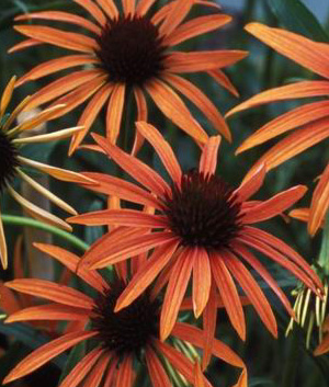 Echinacea  'Art's Pride ®