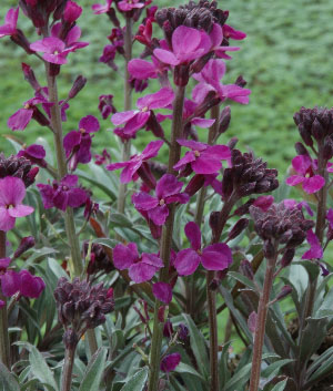 Erysimum hybride 'Bowles Mauve'