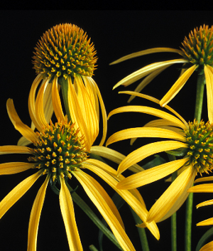 Echinacea 'Mango Meadowbrite' ®