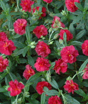 Helianthemum hybride 'Cerise Queen'