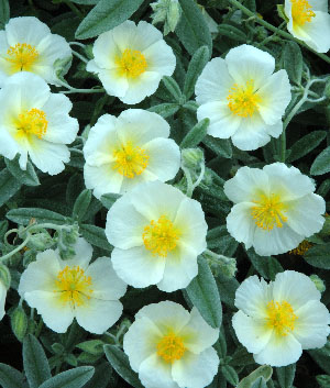 Helianthemum hybride 'The Bride'