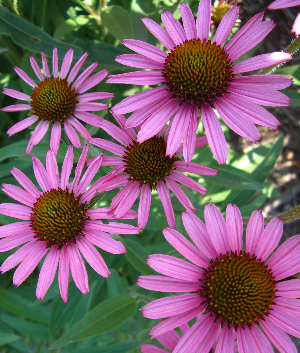 Echinacea 'Pixie Meadowbrite' ®