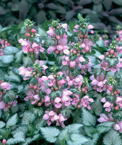 Lamium maculata 'Pink Pewter'