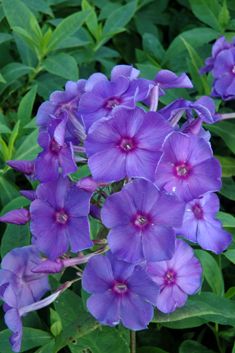 Phlox pan. 'Blue Paradise'