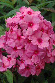 Phlox pan. 'Flamingo'