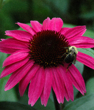 Echinacea purpurea 'After Midnight' ®