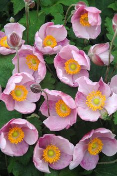 Anemone hupehensis 'Little Princess' ®