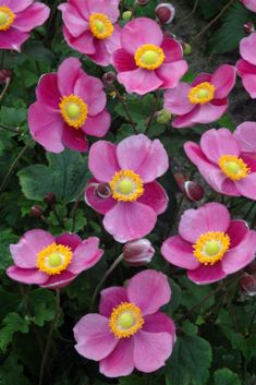 Anemone hybr. 'Hadspen Abundance'