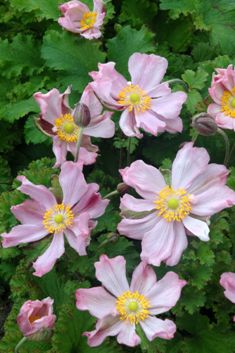 Anemone hupehensis 'Crispa'