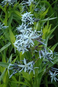 Amsonia ciliata