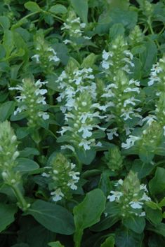 Ajuga reptans 'Alba'