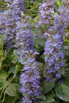 Ajuga reptans 'Symon's type'