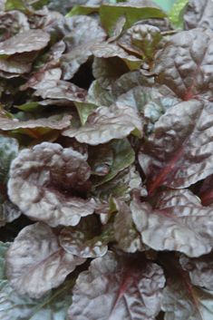 Ajuga reptans 'Black Scallop' ®