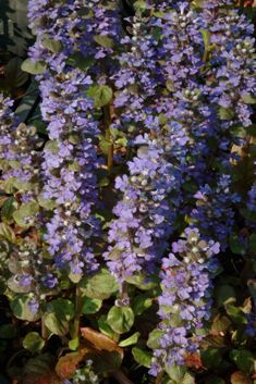 Ajuga reptans 'Catlins Giant'