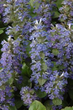 Ajuga reptans 'Metallica'