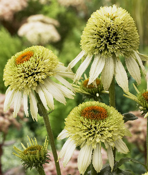 Echinacea purpurea 'Coconut Lime' ®