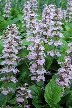 Ajuga reptans 'Rosea'