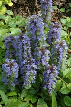 Ajuga reptans 