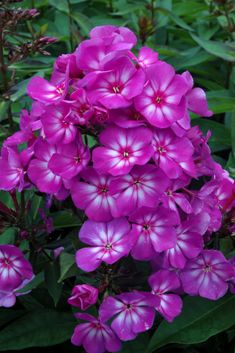 Phlox pan. 'Sweet Summer ® Surprise' (syn. Violet White) Ditomsur