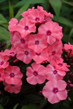 Phlox pan. 'Sweet Summer ® Dream'  (syn. Orange Rose) Ditomdre 