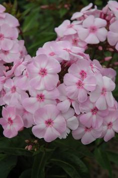 Phlox pan. 'Sweet Summer ® Favourite' (syn. Compact Lilac) Ditomfav