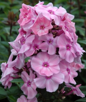 Phlox pan. 'Sweet Summer ® Fragrance' (syn. Rose) Ditomfra