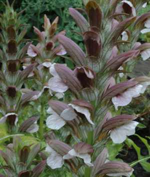 Acanthus mollis