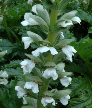 Acanthus mollis 'Alba'