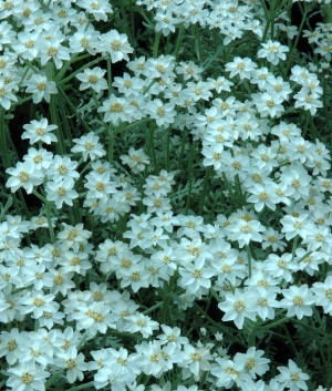 Achillea kelleleri