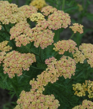 Achillea mill. 'Apricot Beauty'