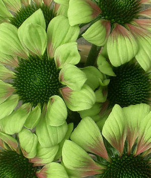 Echinacea purpurea 'Green Envy' ®