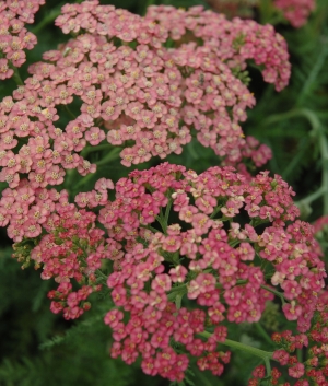 Achillea mill. 'Forncett Fletton'