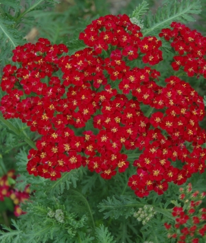 Achillea mill. 'Red Velvet'