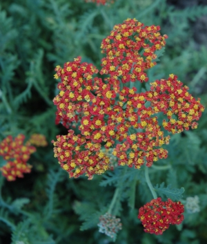 Achillea mill. 'Walter Funcke'