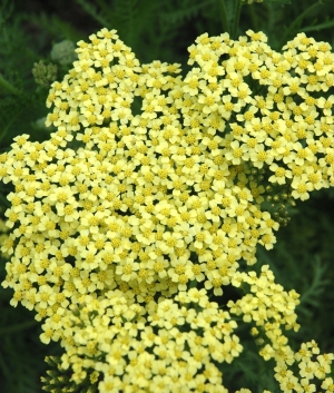 Achillea mill. 'Yellowstone'