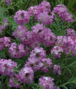 Aethionema arm. 'Warley Rose'