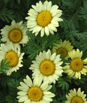 Anthemis hybr. 'Wargrave'