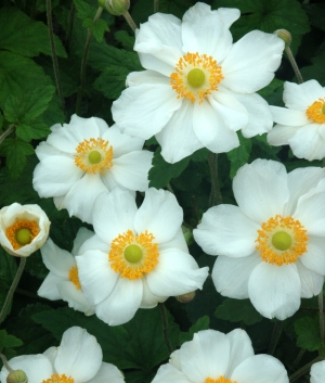 Anemone hybr. 'Andrea Atkinson'