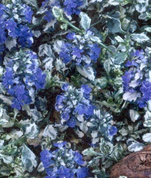 Ajuga reptans 'Artic Fox'