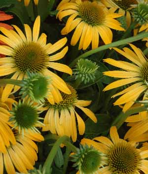 Echinacea purpurea 'Harvest Moon' ®